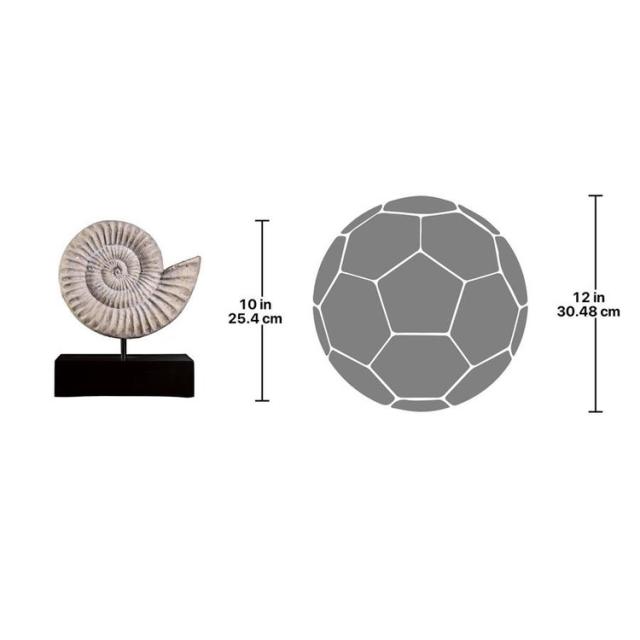 博物館標本のアンモナイト化石の彫刻 彫像 博物館 サイエンスホール 古生物 科学館 図書館 カフェ パブ プレゼント贈り物 お祝い[輸入品)_5