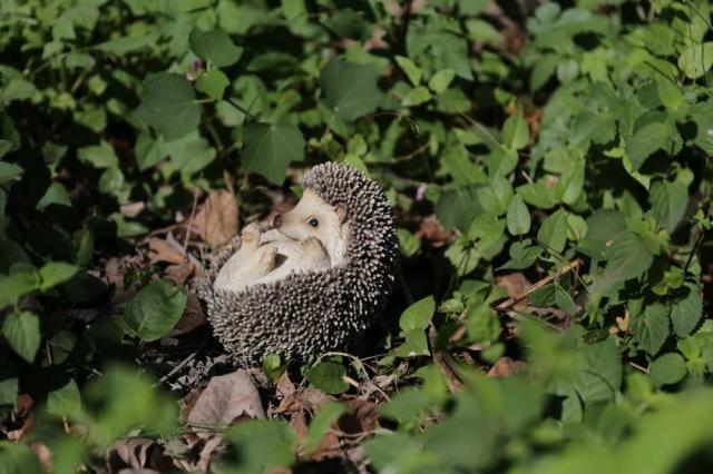 動物彫刻 ハイ・ライン製 寝そべっているハリネズミ 彫像置物 ハリネズミカフェ 触れ合い パラダイス 記念品 プレゼント 贈り物（輸入品）_4