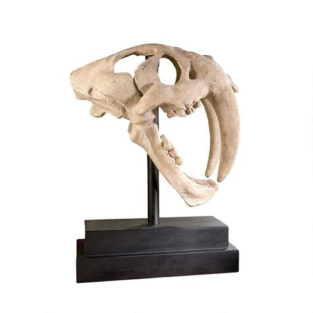 サーベルタイガーの頭骸骨（スカル）工芸品彫像 彫刻 更新世 ネコ科 スミロドンの頭骨 化石 古生物/ 生物学 プレゼント 贈り物（輸入品）_1