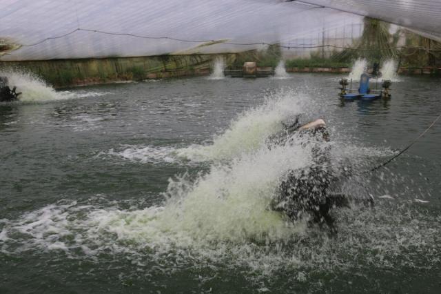 うなぎ蒲焼  国産 浜松・浜名湖うなぎ特大蒲焼2人前（210gｘ2） 長焼き 鰻蒲焼き うなぎの蒲焼 国産うなぎ蒲焼 浜名湖産うなぎ ウナギの蒲焼き 冷凍ウナギ 冷凍うなぎ 国産うなぎ通販 ウナギギフト うなぎセット unagi 鰻 贈答用_8