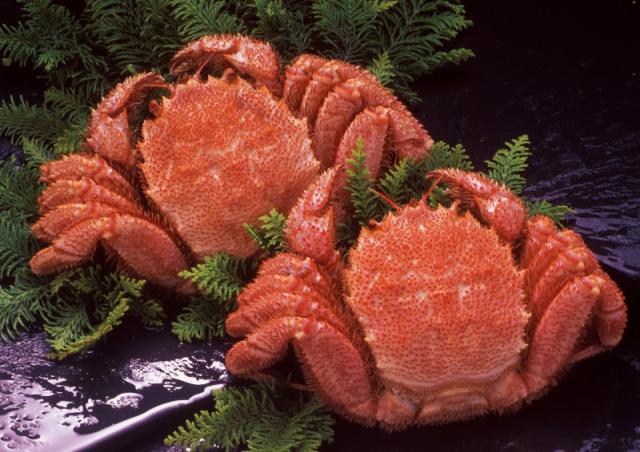 毛ガニ(420g×2尾)セット 産地直送 贈答用 お土産 贈り物 お歳暮 お中元 濃厚カニ噌 未冷凍 かに通販 お取り寄せ ギフト プレゼント 化粧箱入り 堅蟹 カタガニ かたがに ケガニ 毛ガニ かに カニ お祝い お年賀 海の幸 グルメ 厳選商品 カニ通販_1