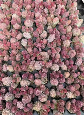 多肉植物 クンシュシギョク 105株セット 品番AH00010