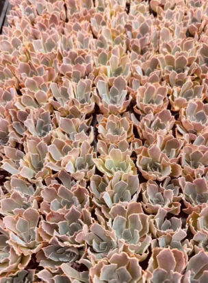 多肉植物 グラウカ 105株セット 品番AH00017