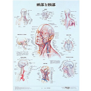 頭部と頸部 パネル入(SR-109B)「送料無料」
