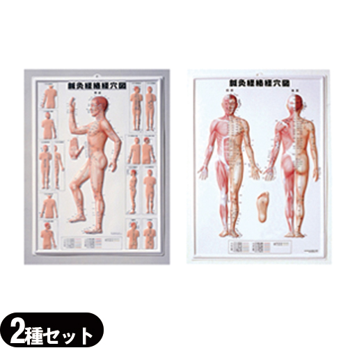 3D鍼灸経路経穴図 (鍼灸経絡経穴図)(しんきゅうけいらくけいけつず) [2枚仕かける] (SR-412A)「貨物輸送無料」