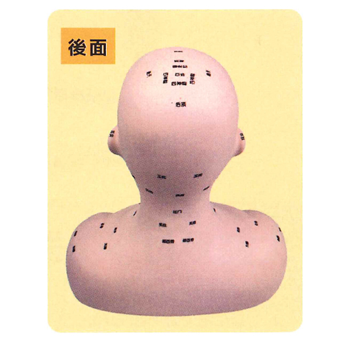 (人体模型)サンポー エスキュア(S+CURE) 経穴模型 (胸上ソフトボディ) (SR-0474)(送料無料)_3