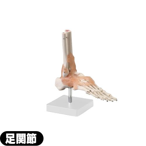 (人体模型)サンポー エスキュア(S+CURE) 足関節模型(あし) SR-0459 (送料無料)