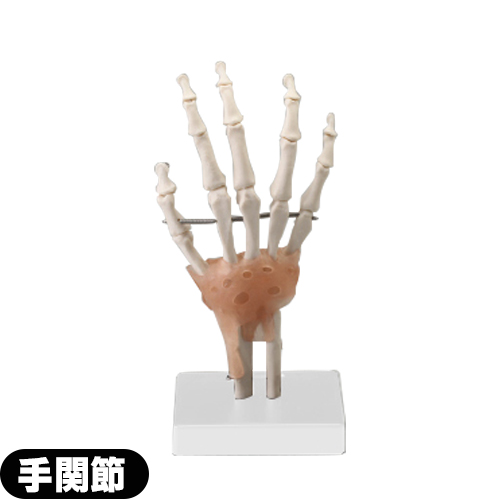 (人体模型)サンポー エスキュア(S+CURE) 手関節模型(て) SR-0456 (送料無料)