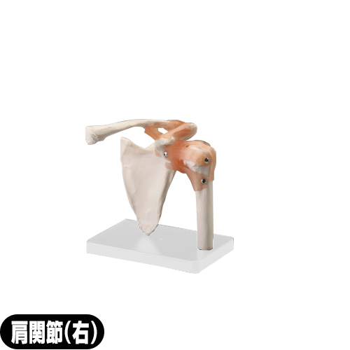 (人体模型)サンポー エスキュア(S+CURE) 肩関節模型(右) SR-0458 (送料無料)