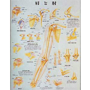肩と肘 ダイアログボックス入(SR-119B)(貨物輸送無料)
