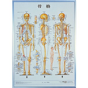 骨格 パネル入(SR-117B)(送料無料) 8,984円