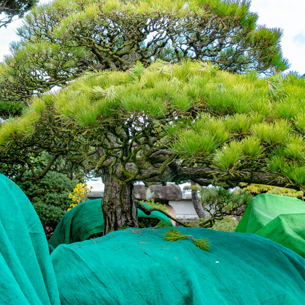 送料無料 刈込み 養生シート 生垣用ロング PE からみ織り 1.8m×5.4m 3枚組 園芸用 造園 刈込 剪定 養生シート_3