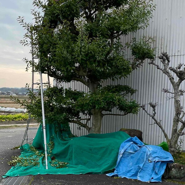 送料無料 刈込み 養生シート 生垣用ロング PE からみ織り 1.8m×5.4m 3枚組 園芸用 造園 刈込 剪定 養生シート_4