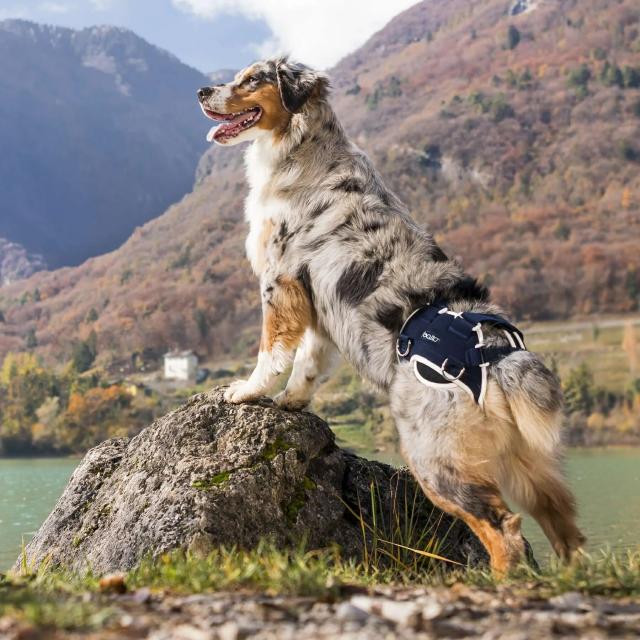 BT LIFE(股関節サポーター)Mサイズペット用 股関節サポーター 犬用股関節 股関節サポート 股関節 股 後肢 後足 後ろ足 制限 外転 外転制限 歩行補助 ヒップ 後肢用ハーネス 圧迫