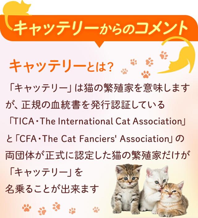 ポイント10％！ JBPET プラセンタサプリ EQパウダー for dog &amp; cat 2箱セット 30粒×2 動物病院流通品 犬用 猫用 おやつ 関節 被毛 元気 活動 食欲 毛艶 毛並 健康を維持 老犬 老猫 サプリメント 免疫力_10