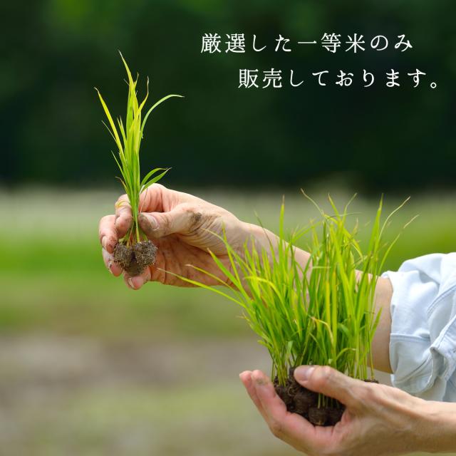 令和7年産 コシヒカリ 20kg 10kg×2袋 お米 白米 山形県産 送料無料_2