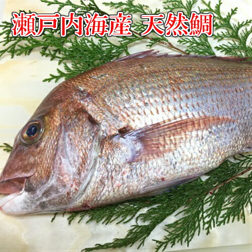 天然たい 刺身用 鯛 タイ 瀬戸内海産天然鯛　季節限定「約2kg/１匹」鮮魚 活〆活魚 天然鯛  坊勢鯛 ぼうぜ たい  お中元 さしみ 魚 ギフト 御祝 内祝 誕生祝 御供