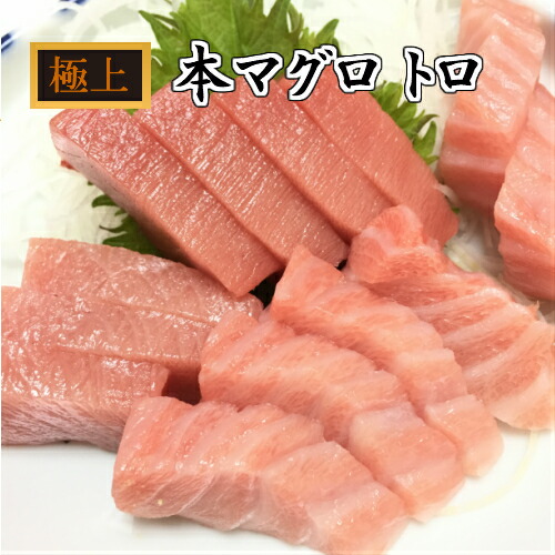 鮪 まぐろ生 本まぐろ 大トロ・中トロ・赤身 セット500g マグロ 本まぐろ 一度も冷凍していないマグロ  ギフト 本鮪 トロ 刺身 赤身 ブロック 冊 養殖 国産 まぐろとろ  生 寿司 マグロ丼 海鮮 お取り寄せグルメ 冬グルメ