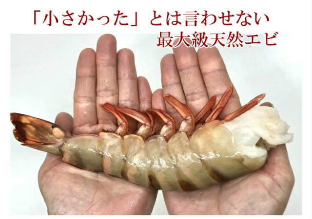 超特大天然えび シータイガー 1.8kg 約15尾 送料無料 海老 天然 ブラックタイガー 殻付きエビ 3/4サイズエビフライ 海老フライ_1