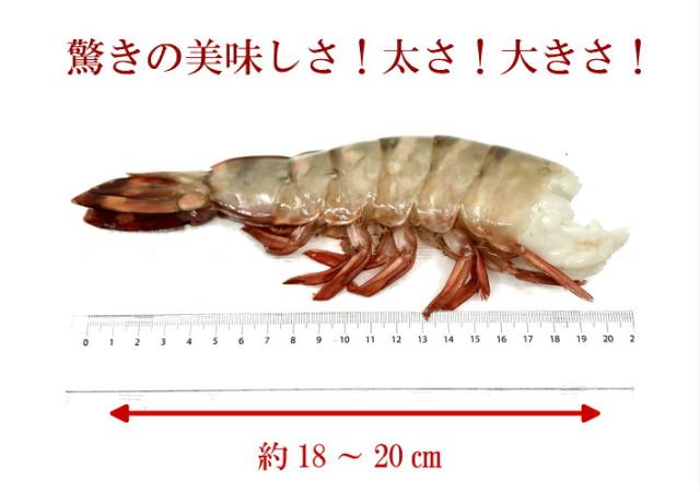 超特大天然えび シータイガー 1.8kg 約15尾 送料無料 海老 天然 ブラックタイガー 殻付きエビ 3/4サイズエビフライ 海老フライ_3