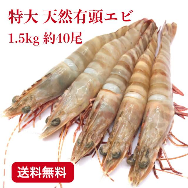天然有頭エビ オーストタイガー 1.5kg 約40尾 送料無料 えび 海老 冷凍エビ 頭付き エビ エビフライ おせちエビ 天然海老 有頭えび  車エビ科 ブラックタイガーの種