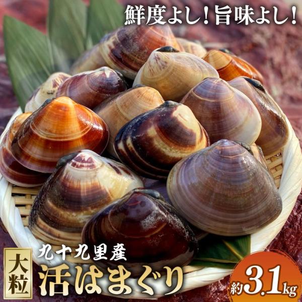 大粒活はまぐり約3.1kg 大粒は まぐり 活 はまぐり 国産 貝 大 はまぐり 砂抜き 水産 肴 贈答 ギフト プレゼント 九十九里 飯 岡ヤマイチ水産-大納屋-