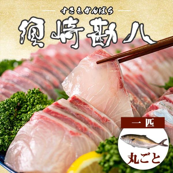 須崎勘八（すさきカンパチ） 1匹丸ごと セミドレス お刺身用 しゃぶしゃぶ 鮮魚 新鮮 高級 さしみ 海鮮 漬け丼 贈り物 送料無料 お取り寄せ お歳暮 年末 年始
