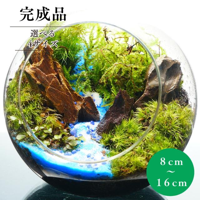 苔テラリウム 水の声を辿って 青砂 Lサイズ 直径16cm 完成品 ギフト 苔庵介る