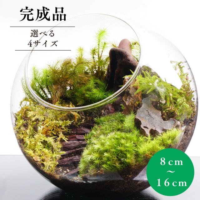 苔テラリウム 階段の向こうに Lサイズ 直径16cm 完成品 ギフト 苔庵介る