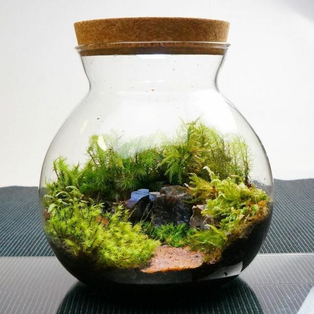 苔テラリウム LEDライト付 風吹く山道 Lサイズ 直径16cm 完成品 ギフト 苔庵介る 7,104円