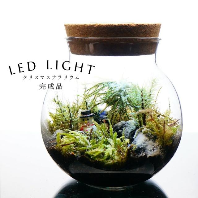 苔テラリウム LEDライト付 マフラーを忘れた日 Lサイズ 直径16cm 完成品 ギフト 苔庵介る