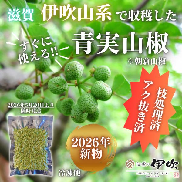 【2026年新物】【枝処理済・アク抜き済】青実山椒 500g 伊吹山系 実山椒 冷凍 国産100% 滋賀県 長浜 伊吹山椒 お土産 お取り寄せ 佃煮の伊吹 山椒 送料無料
