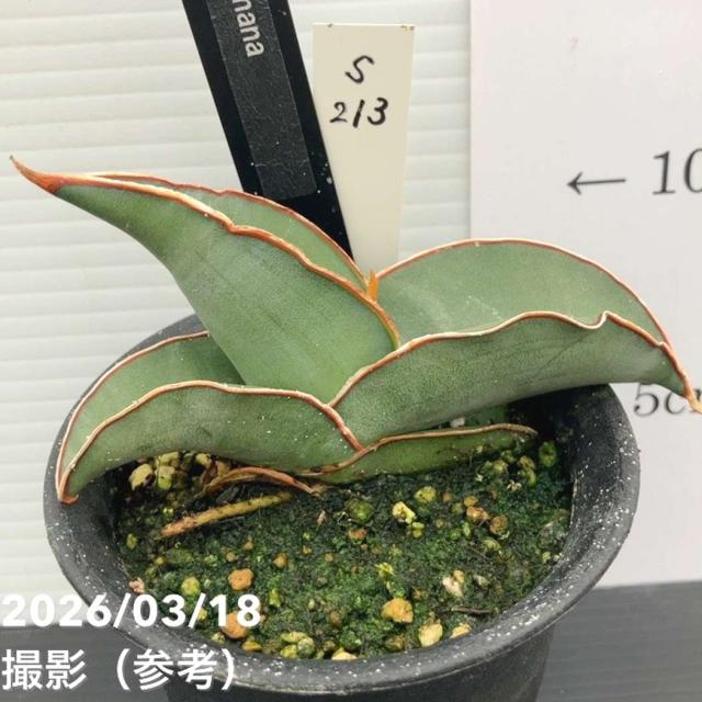 【現品お届け】サンスベリア 3号 バナナ （S213）｜観葉02-D2