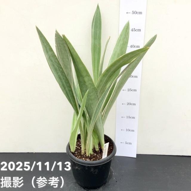 サンスベリア 5号 シルバーフォックス Silver fox プラ鉢｜観葉02-D2 6,900円