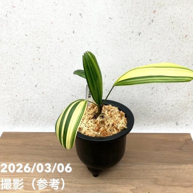 【現品お届け】観音竹 カンノンチク 東海錦 とうかいにしき プラ鉢（K26）｜観葉10-TU 5,822円