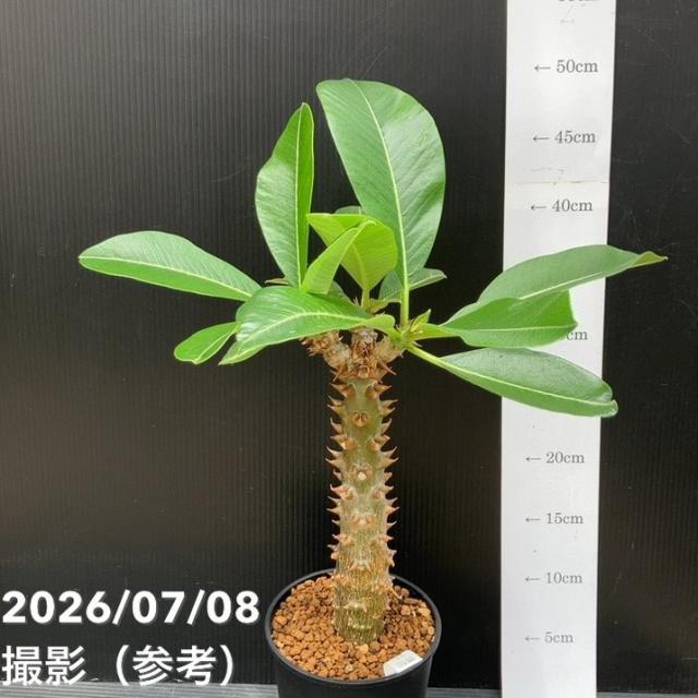 パキポジウム バロニー 4号｜観葉10-TU