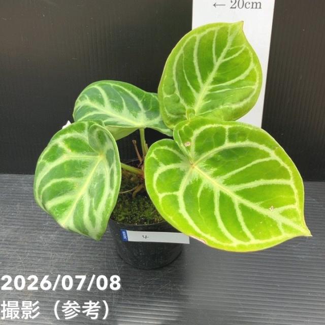 【50%OFFクーポン】【現品お届け】アンスリウム ドラヤキ 3号（4）｜観葉10-TU 5,740円
