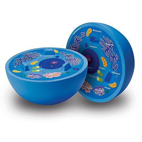 Cross-Section Animal Cell Model(未使用の新古品) 6,158円