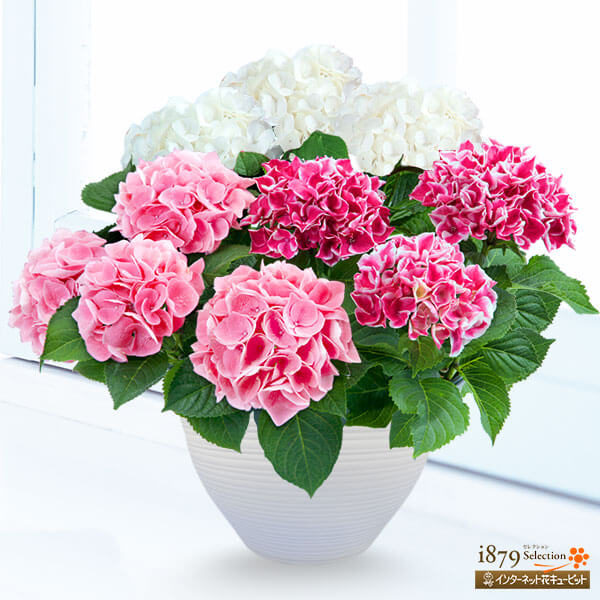 母の日 産直ギフト 花キューピットの母の日あじさい3色寄せ 白 ピンク 覆輪ピンク 女性 母 祖母 誕生日 お祝い 記念日 プレゼンの通販はau Pay マーケット インターネット花キューピット