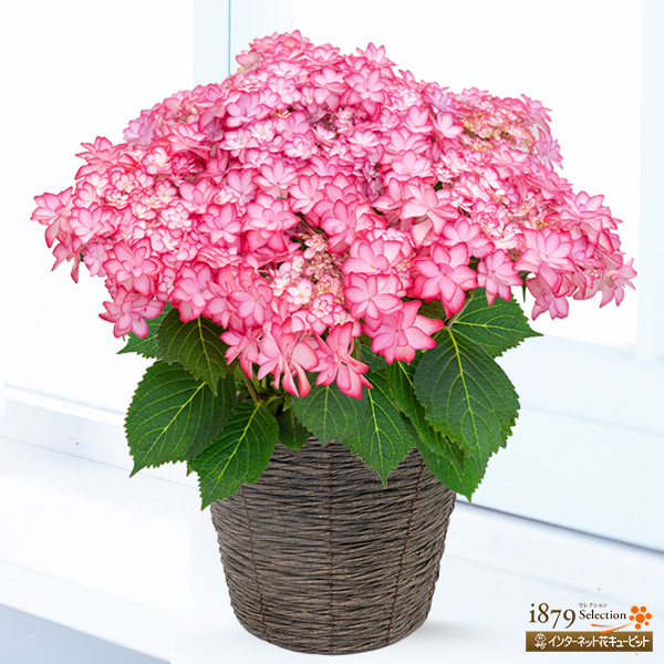 【母の日 産直ギフト】  女性 母 祖母 誕生日 お祝い 記念日 プレゼント  花キューピットの母の日あじさい　ひなまつり（ピンク） mt04-711575の通販は