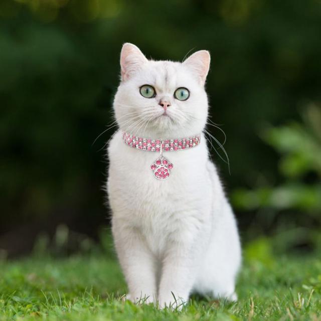 短毛ちゃんにも♥️中世ヨーロッパ風チョーカー(③)わんちゃん猫ちゃん用 短毛ちゃんにも♥️中世ヨーロッパ風チョーカー(③)わんちゃん猫ちゃん