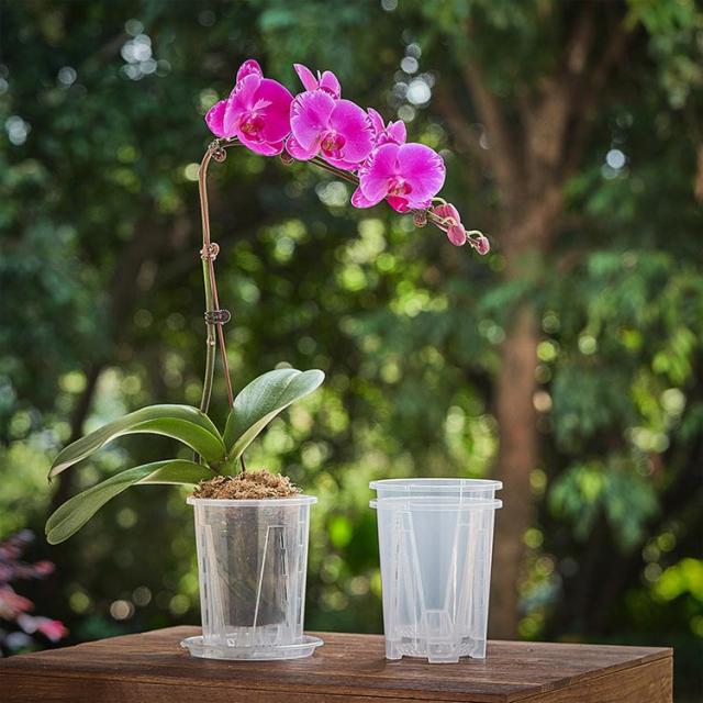 蝶蘭 プラスチック 育苗ポット 10鉢セット 植木鉢 胡蝶蘭専用 洋蘭鉢