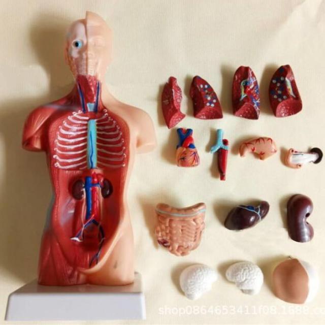 透明人体模型 12パーツ 透明人体模型 12パーツ