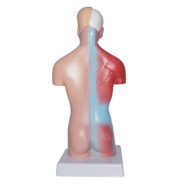 人体解剖模型 透明ボディ 内臓パーツ付き 教材用 Ln572 ミニトルソー