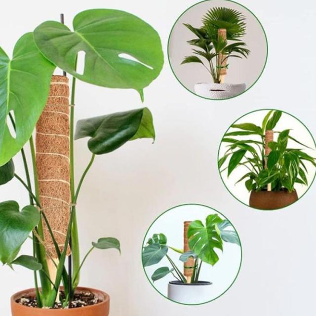 園芸 モスポール モンステラ観葉ポトス ヘゴ ココスティック