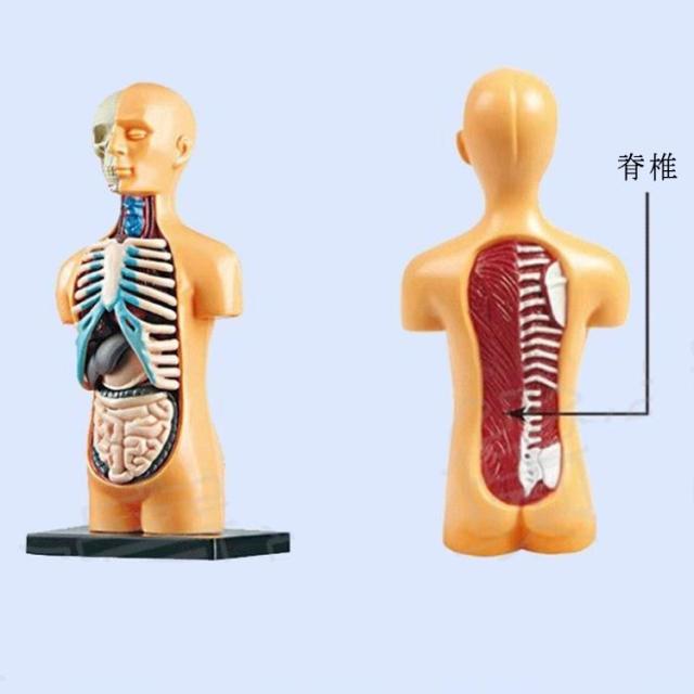 内臓模型 組み立て 11ピース パーツ取り外し可 筋肉 お腹の