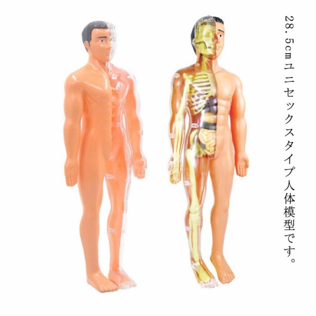 人体模型(色々)