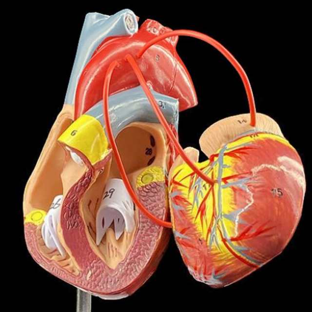 心臓模型 2分解モデル 模型 研究 左心房 右心房 モデル 左心室 人体