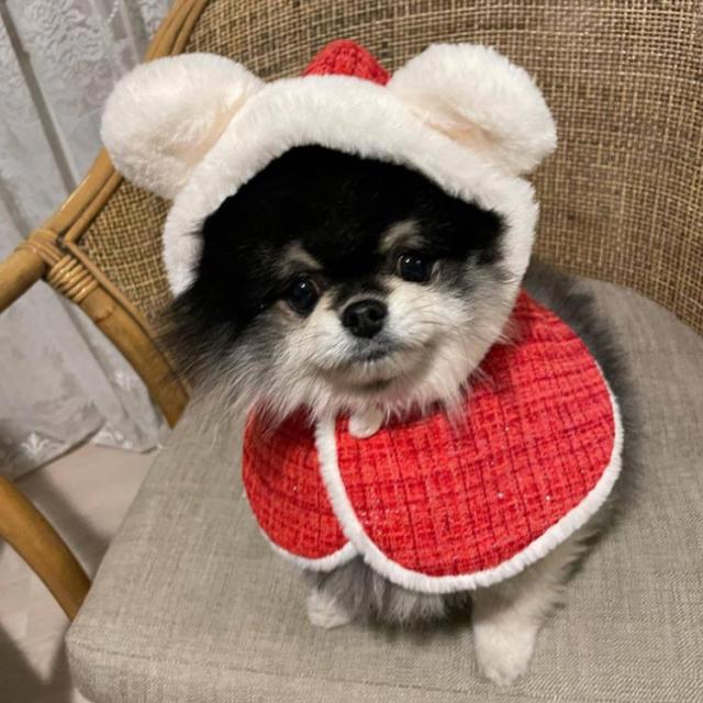 クリスマスマント　犬用 1698141244432_1.jpg