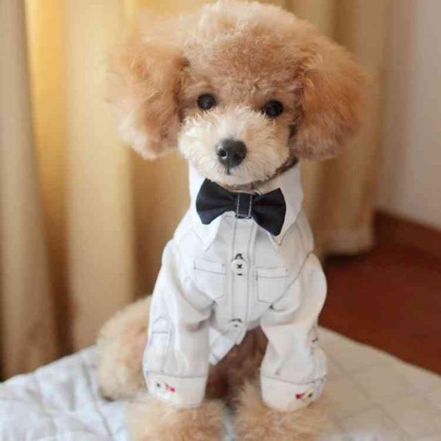 犬服シャツ蝶ネクタイ付き英国紳士綿おしゃれ可愛いの通販はau